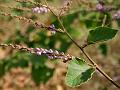 Velvet-Leaf Desmodium